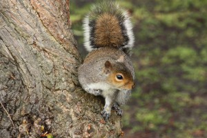 'Halo' effect on a grey squirrel's tail