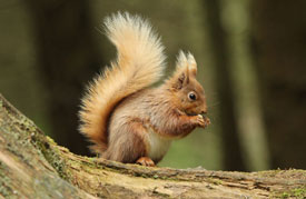 © Sarah McNeil - Penrith & District Red Squirrel Group