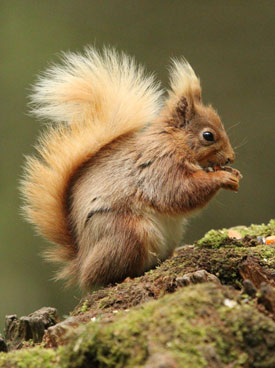 © Sarah McNeil - Penrith & District Red Squirrel Group