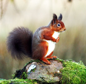 © Paul Bassindale - Brampton & District Red Squirrel Group