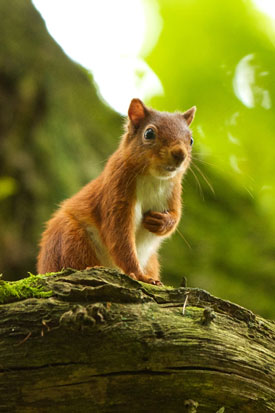 © Dave Hall - Brampton & District Red Squirrel Group