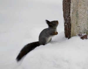 Red squirrel with a grey coat