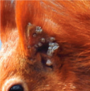 Leprosy on a red squirrel’s ear