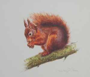 Red Squirrel- Asley Boon