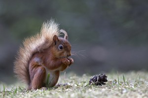 Red Squirrel copyright Steve Wrightson (2) small