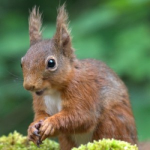Red squirrel with ear tufts