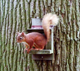 © Peat Grave - Solway Red Squirrel Group