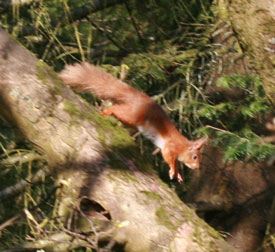 © Westmorland Red Squirrels